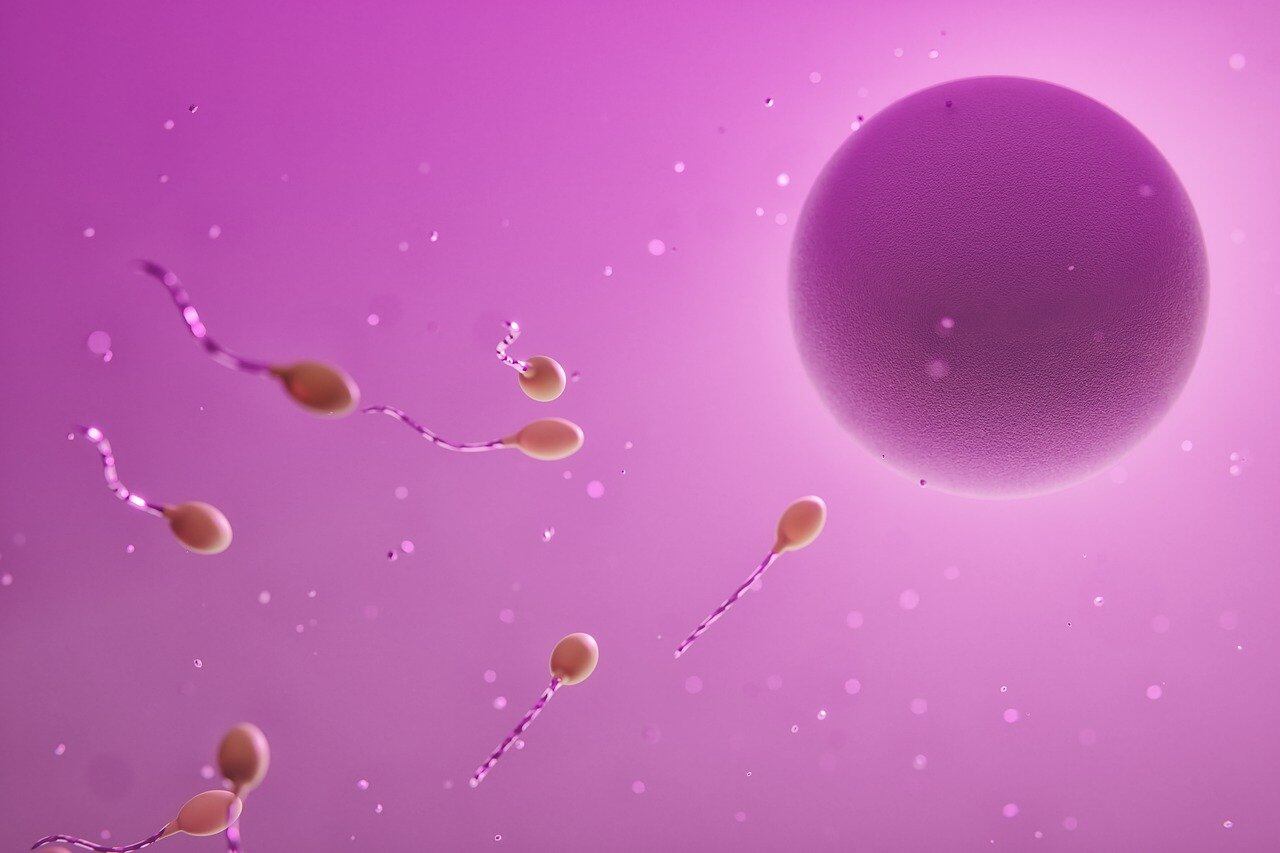 сперма оплодотворение видео фото 54
