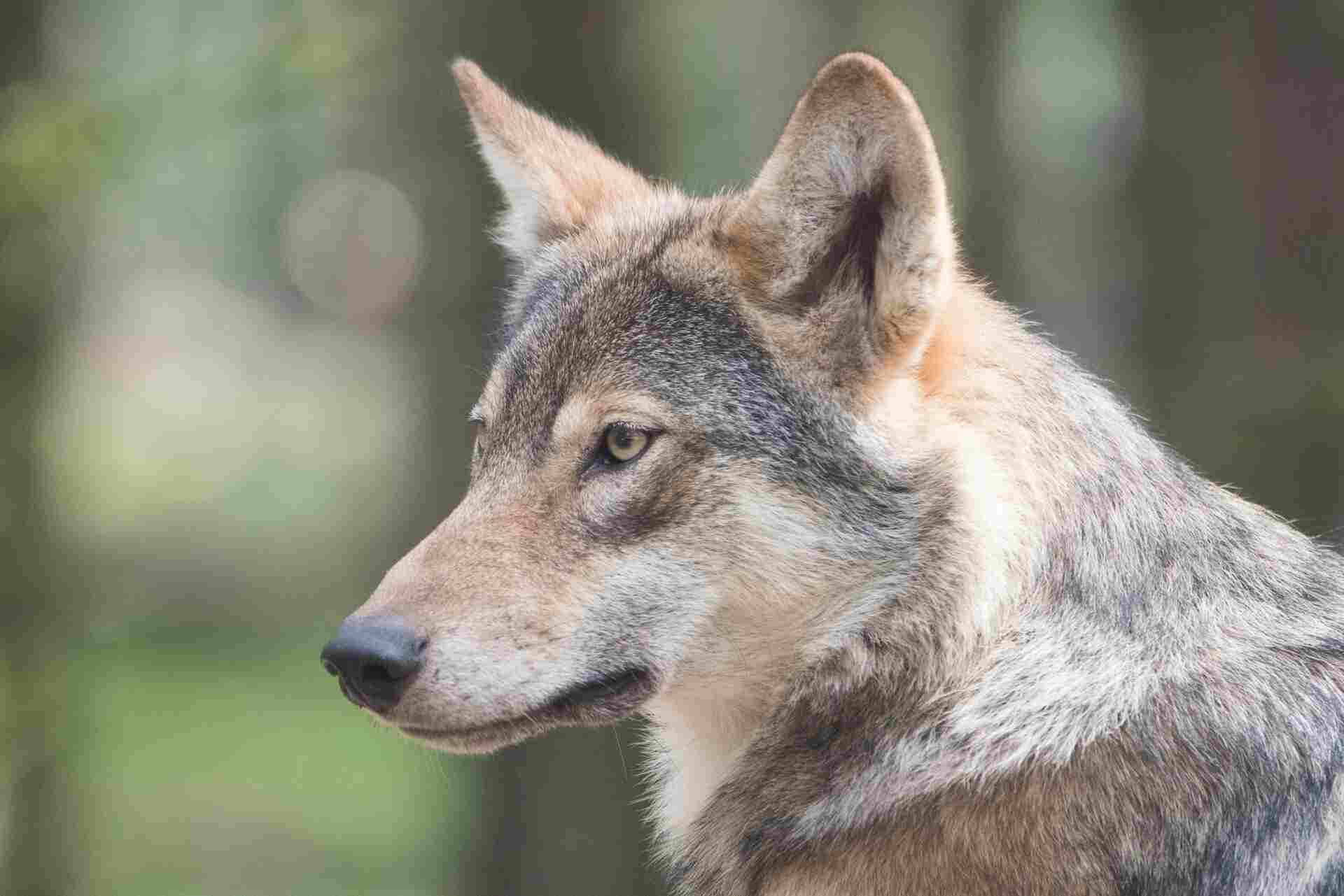 Phys.org: волки различают голоса людей, как и собаки