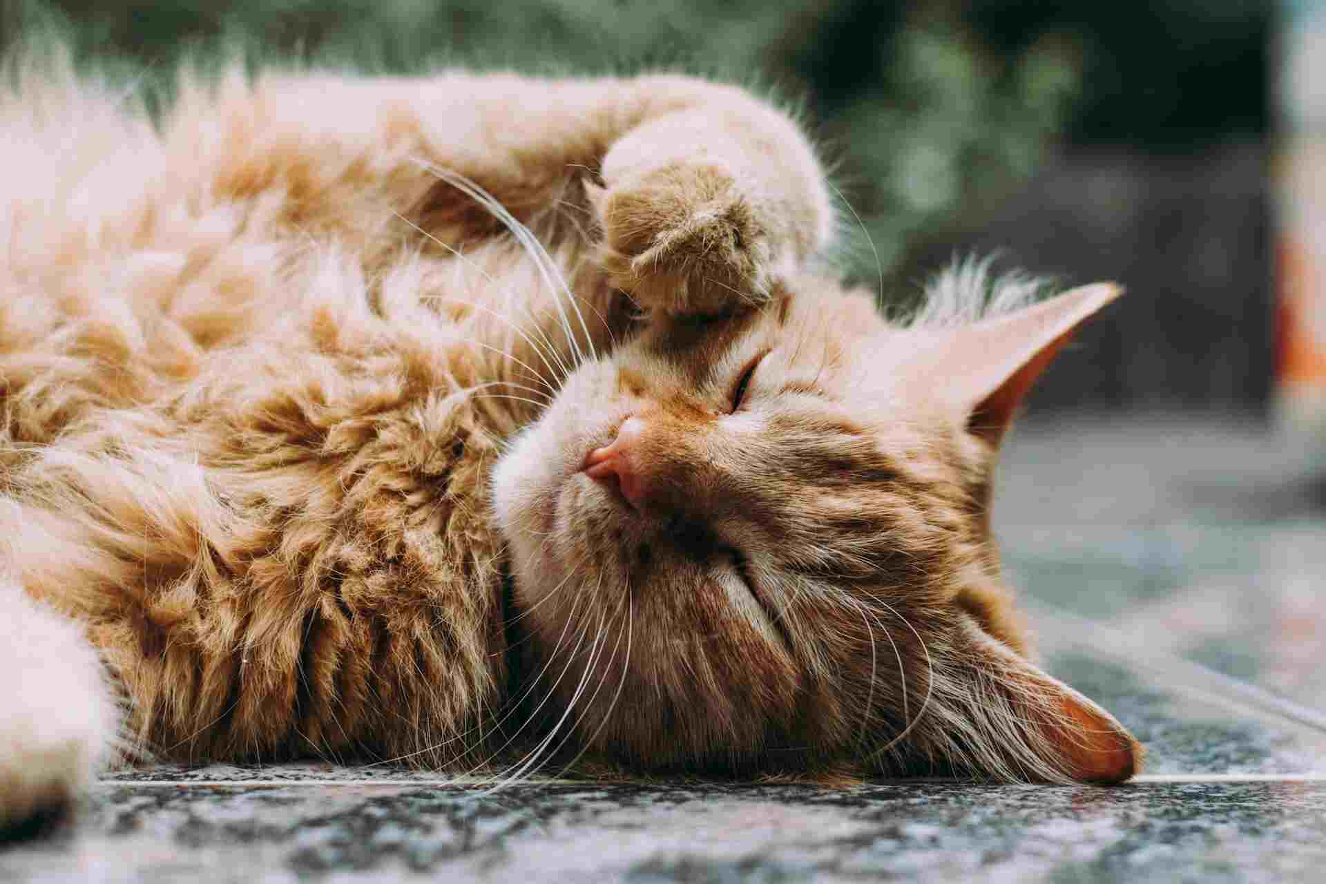 DM: Названа порода кошек с наименьшей и наибольшей продолжительностью жизни
